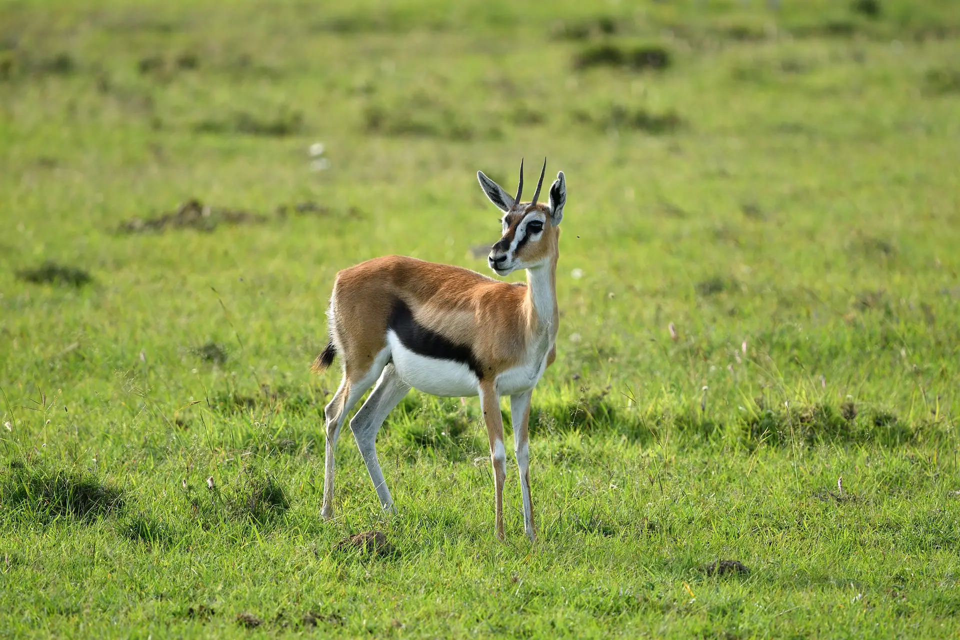 Landscape of Meru National Park with diverse wildlife