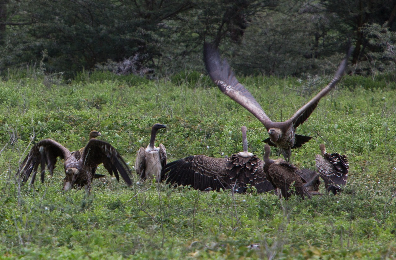 Safari tour to Tanzania - Vultures having a meal in Ngorongoro crater