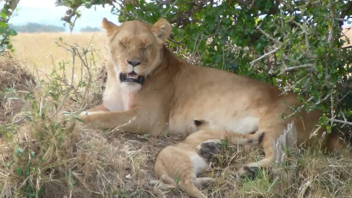 Kenya holidays all inclusive 2024 - lion in Masai Mara National Park