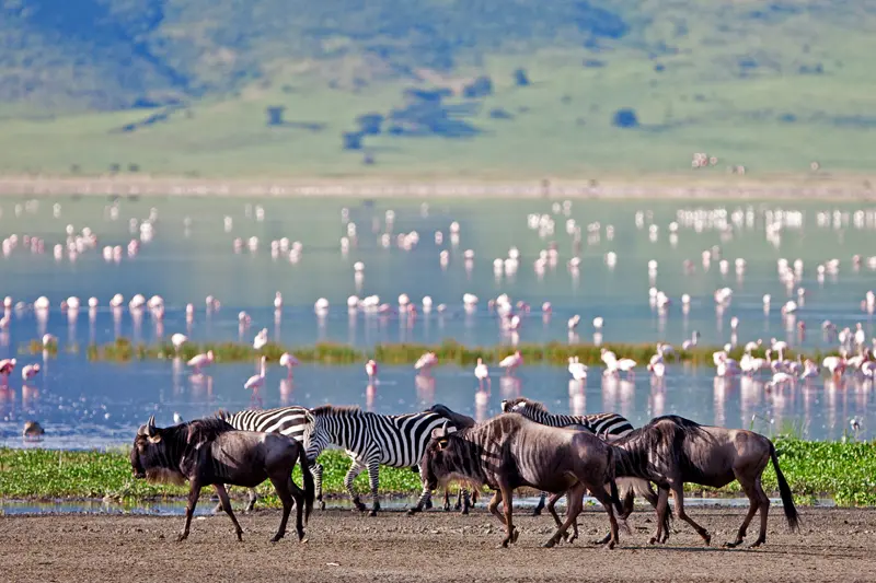 Organising Budget Tanzania safari