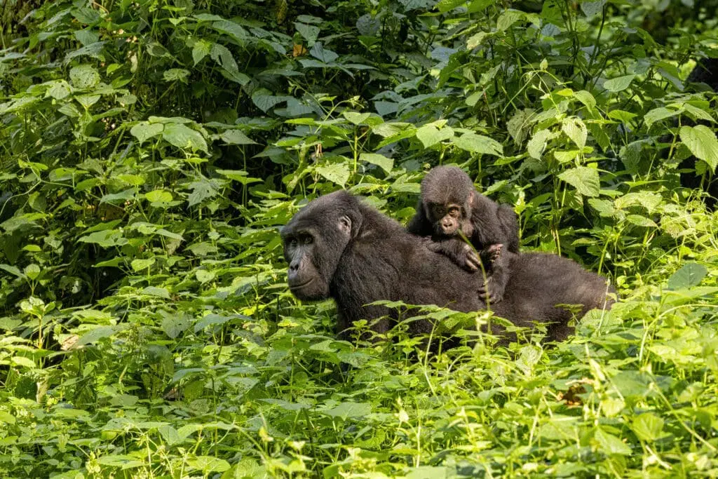 Gorilla trekking itinerary on a Uganda Safari - A female Gorilla and her baby