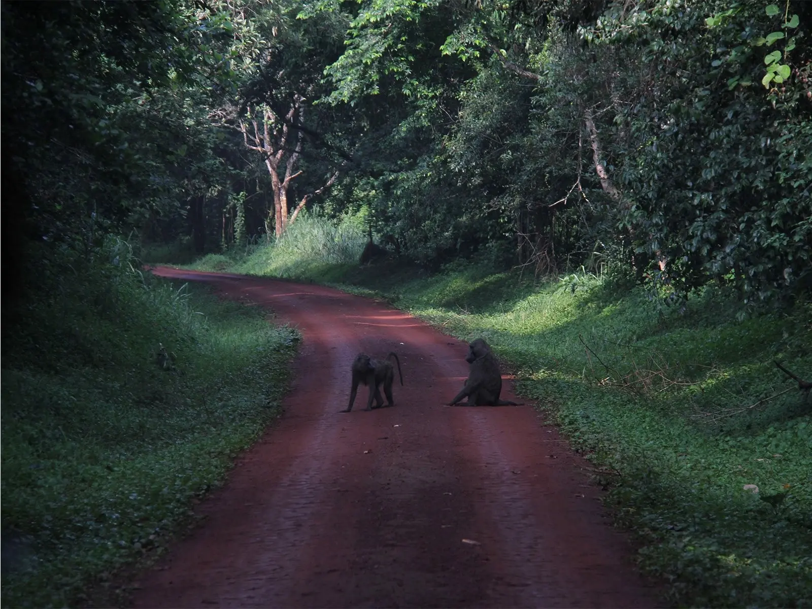 Wildlife encounters at Murchison Falls National Park Uganda - Chimps on a trail