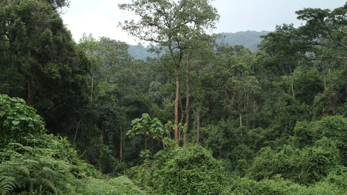 Planning a Gorilla Uganda safari - the Bwindi Impenetrable Forest