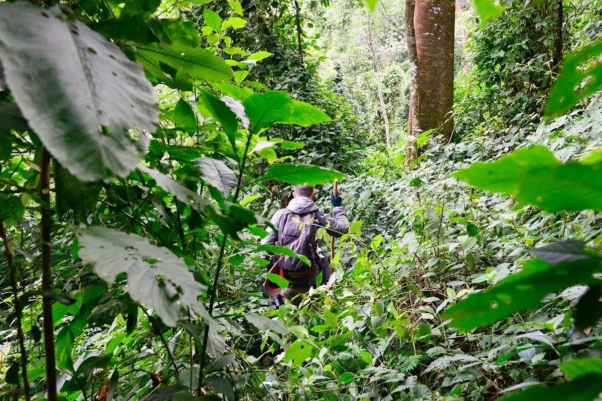 When to go on a luxury Uganda safari - gorilla trekking in Bwindi