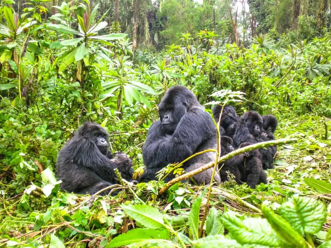 Encountering gorilla families while Touring Rwanda - A Mountain Gorilla Family