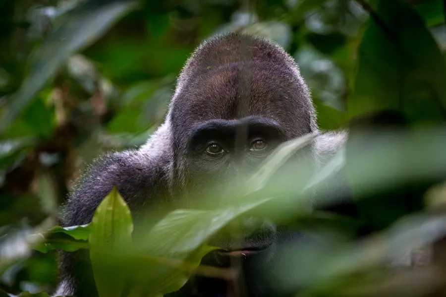 Best Uganda gorilla tours - a mountain gorilla peeking from behind a bush