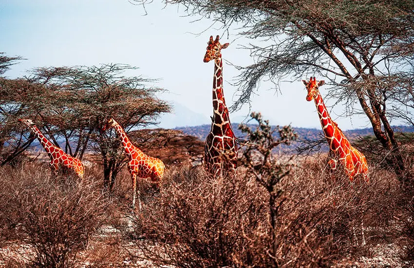 Off-the-beaten-track safari trips to Kenya - Reticulated giraffes of Samburu Game Reserve