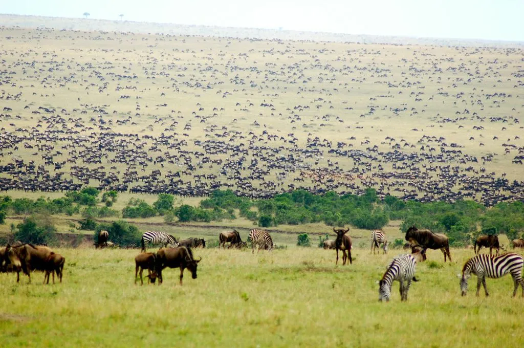 Watching the Wildebeest migration in Kenya - wildebeest herds in the Masai Mara