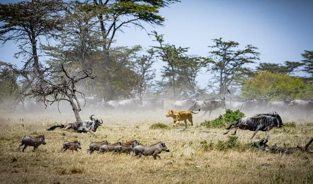 Nairobi National Park fees for wildlife viewing - a lioness hunting wildebeest
