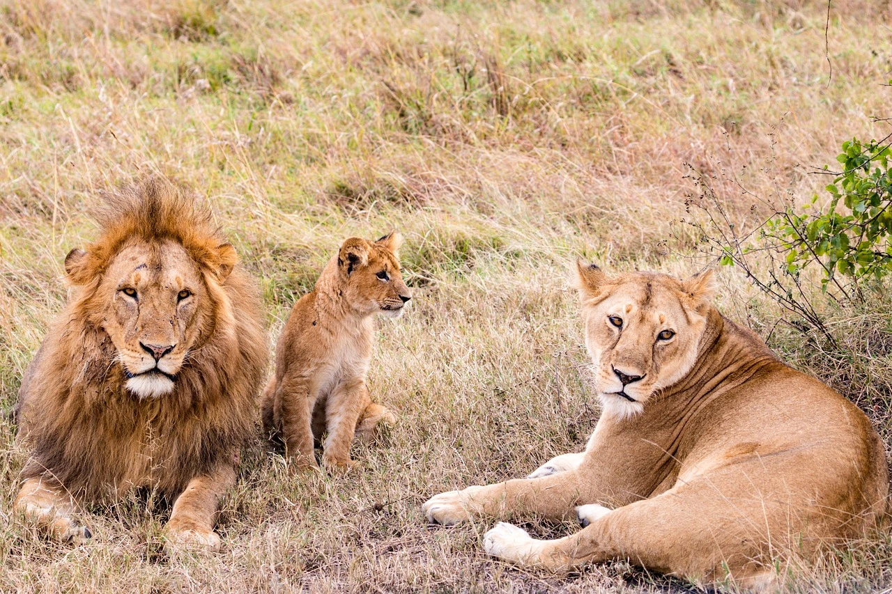 Lions in Tsavo East National Park