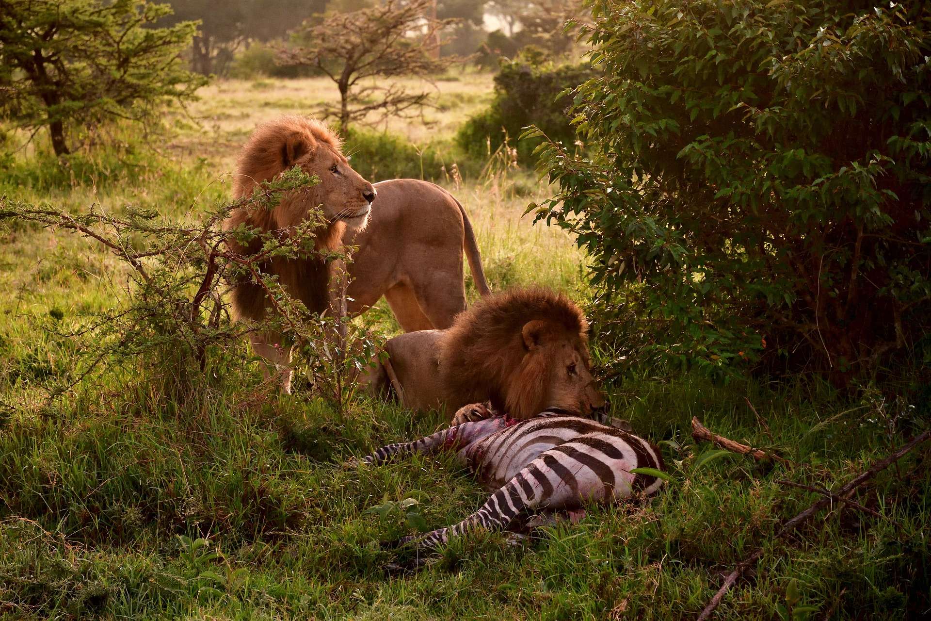 Big Five Safari- the African Lion