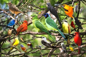 Birding Tours in Kenya