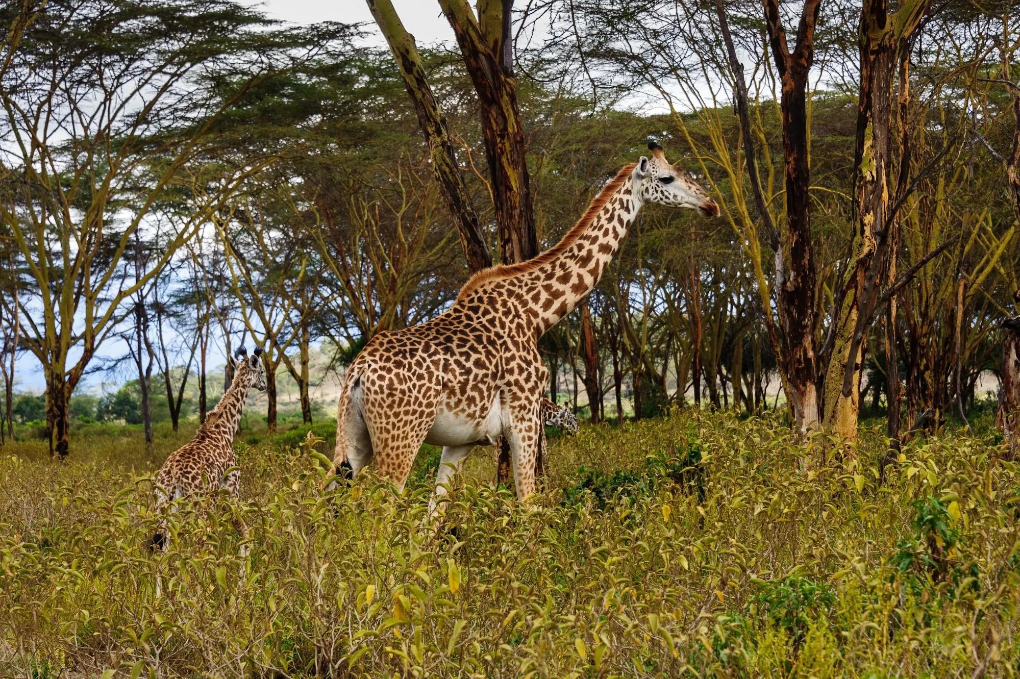 mount longonot day trip