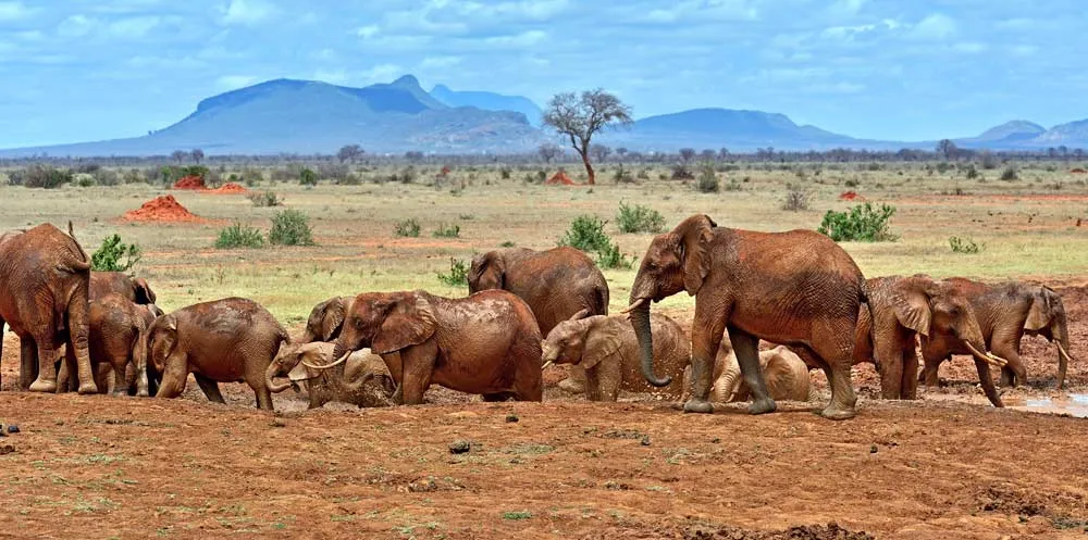 tsavo safari from diani beach