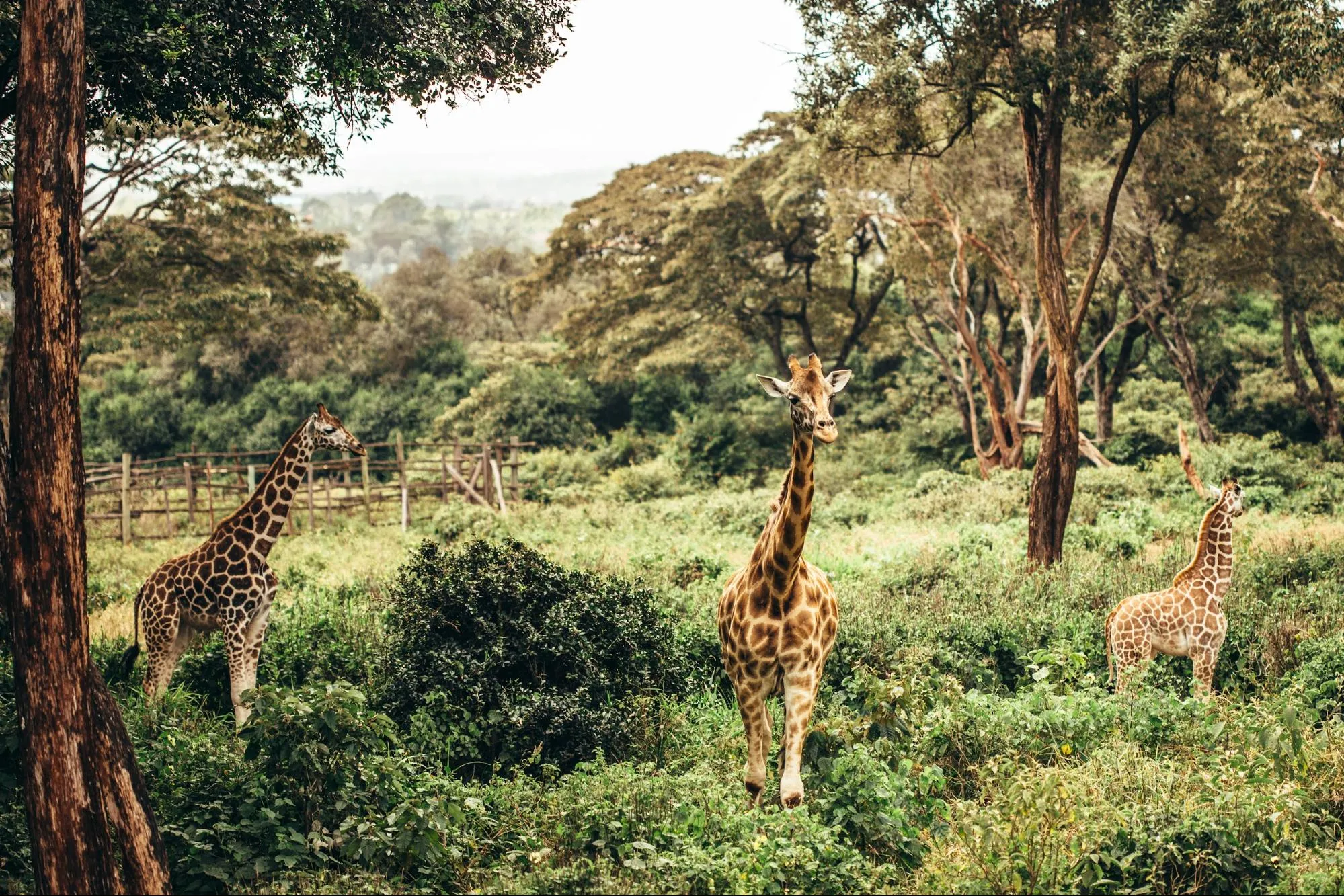 kenya safari packages