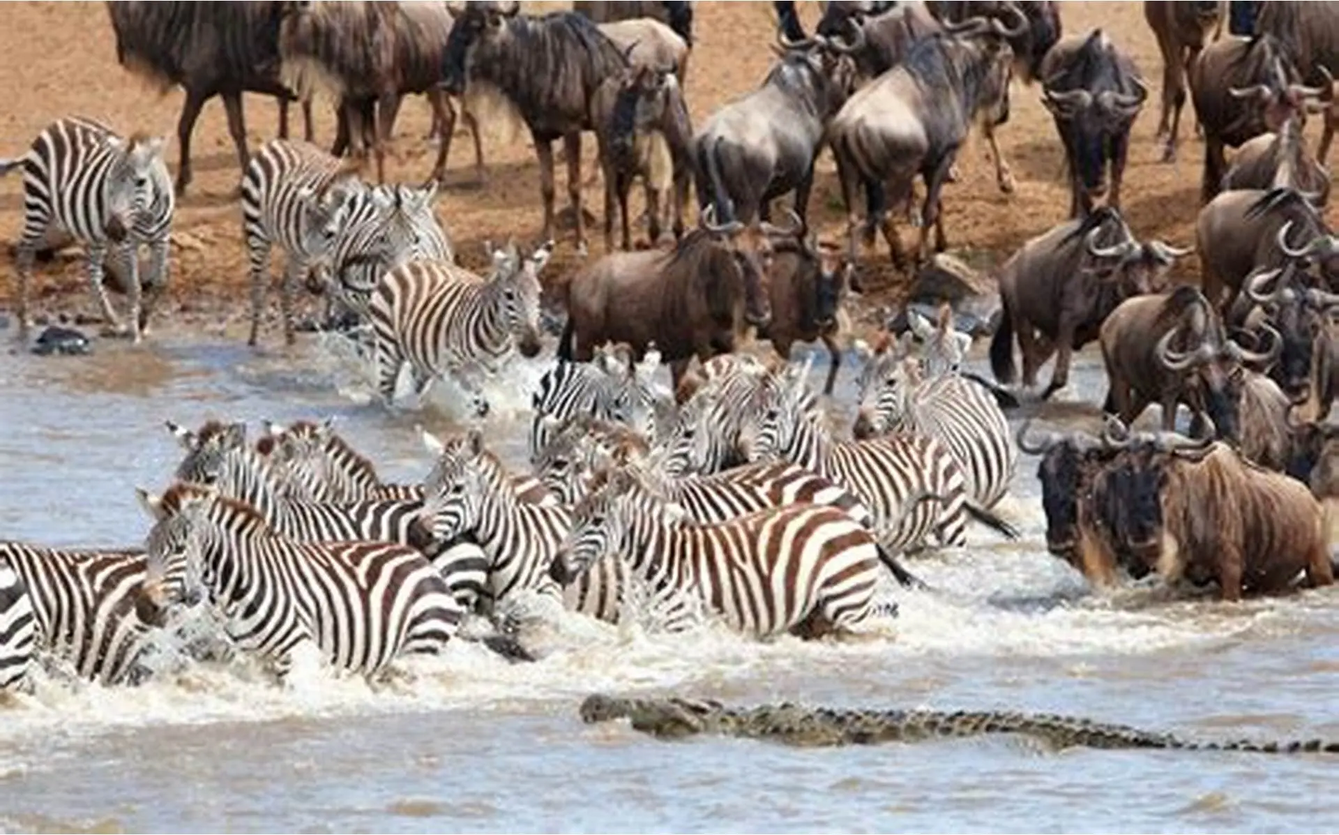 Masai Mara migration Safari - Mara river crossing.
