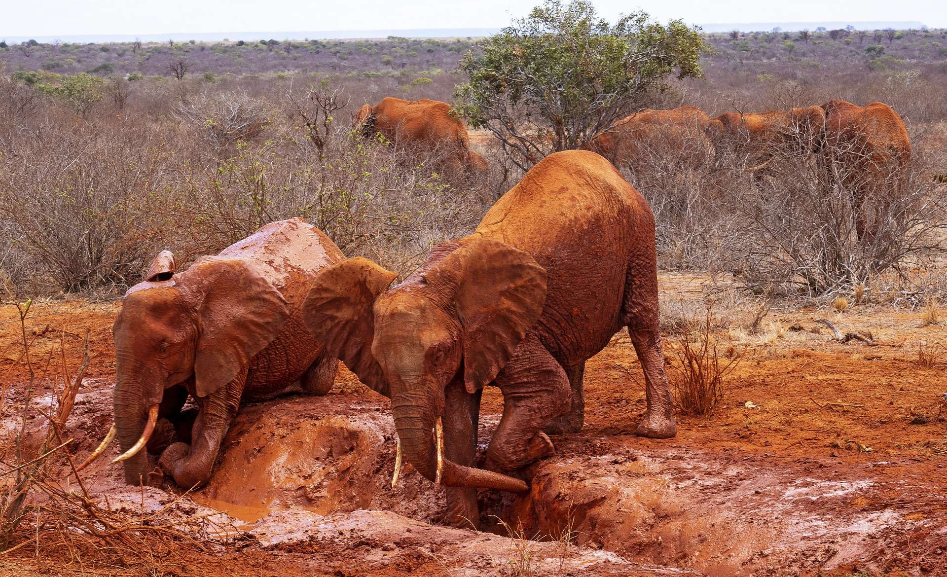 Kenya animals- the African elephant