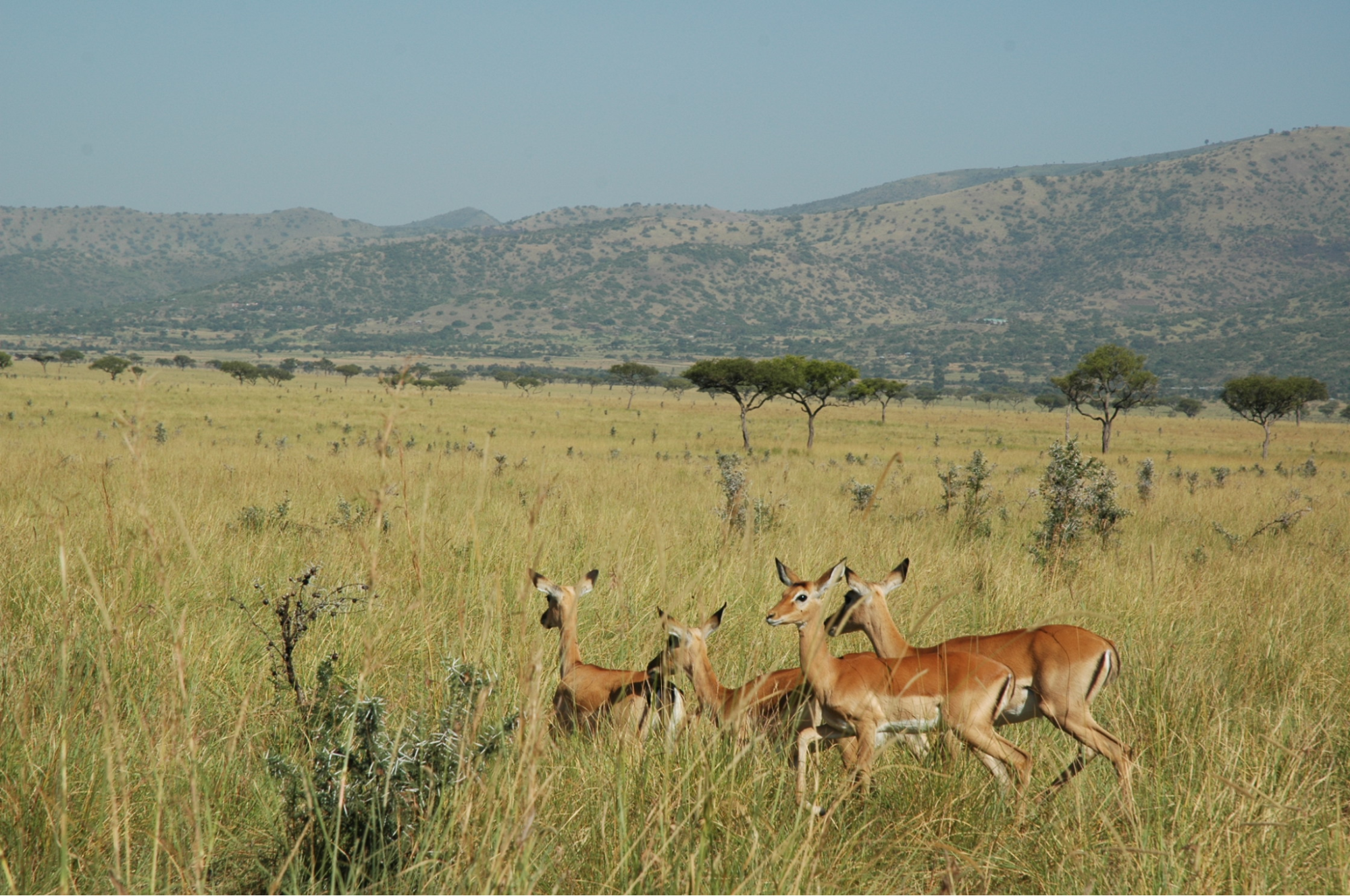 Hidden gems in Kenya attractions - gazelles in Ruma National Park