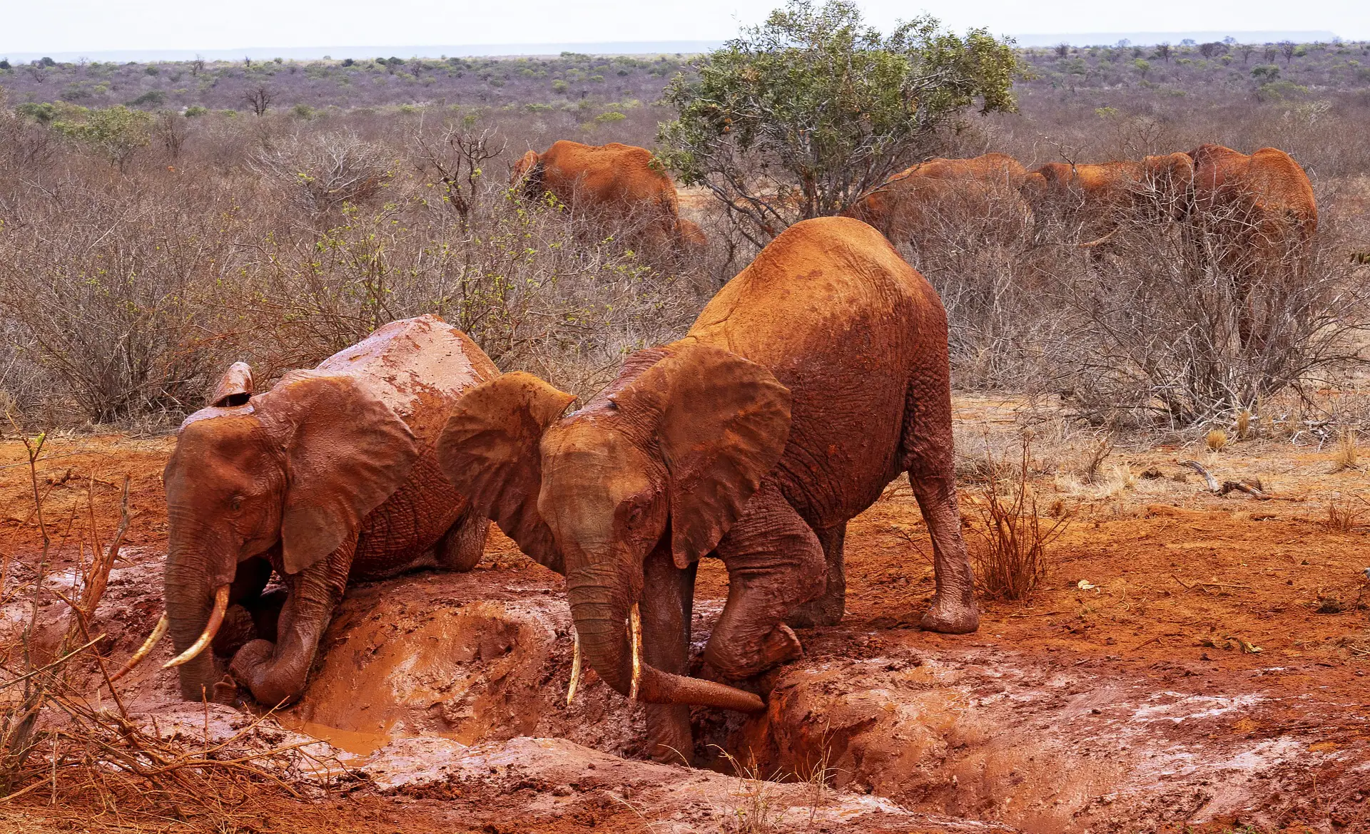 Hidden gems in Kenya attractions - gazelles in Ruma National Park