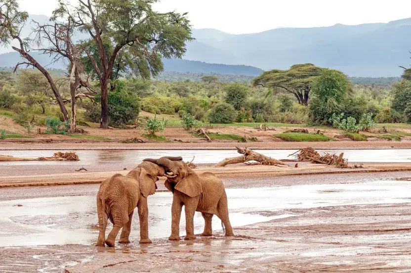 Planning your Nairobi safari tour - elephants playing by the river