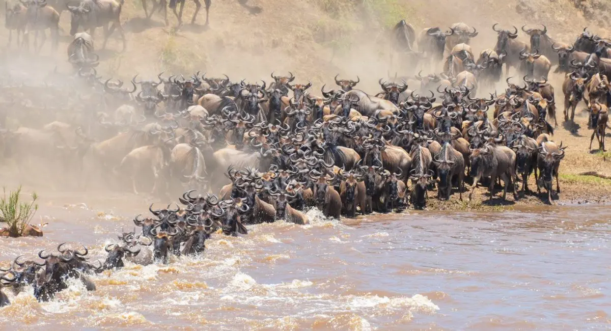 Where to find Affordable Kenya Safari Packages to see the Wildebeest Migration - Wildebeest Crossing Mara River