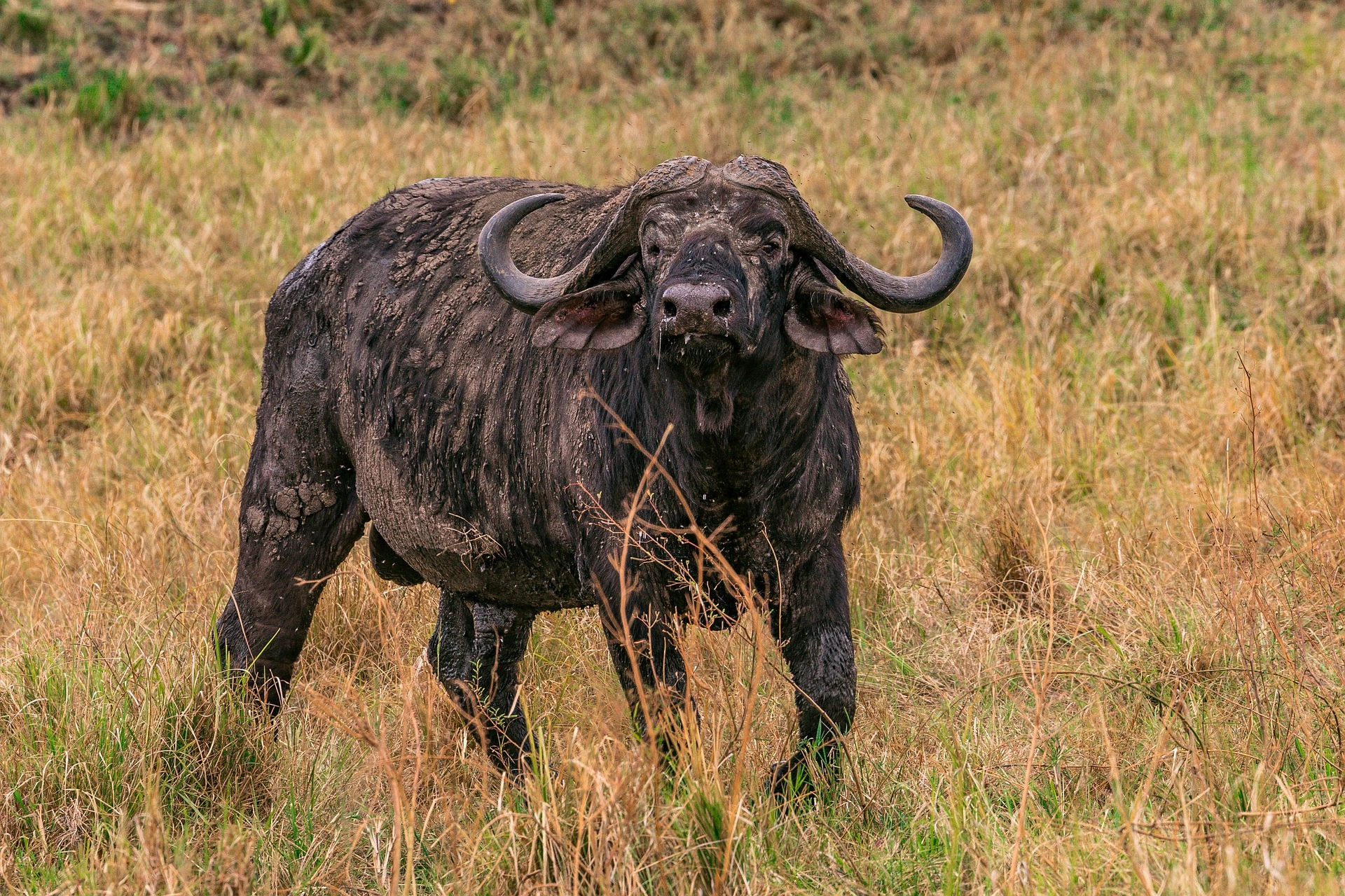 Kenya Safari Packages - Buffalo spotted during game drives in Tsavo West Natinal Park and Tsavo East National parks