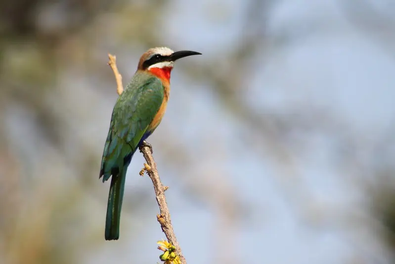 Birding at Selous Game Reserve