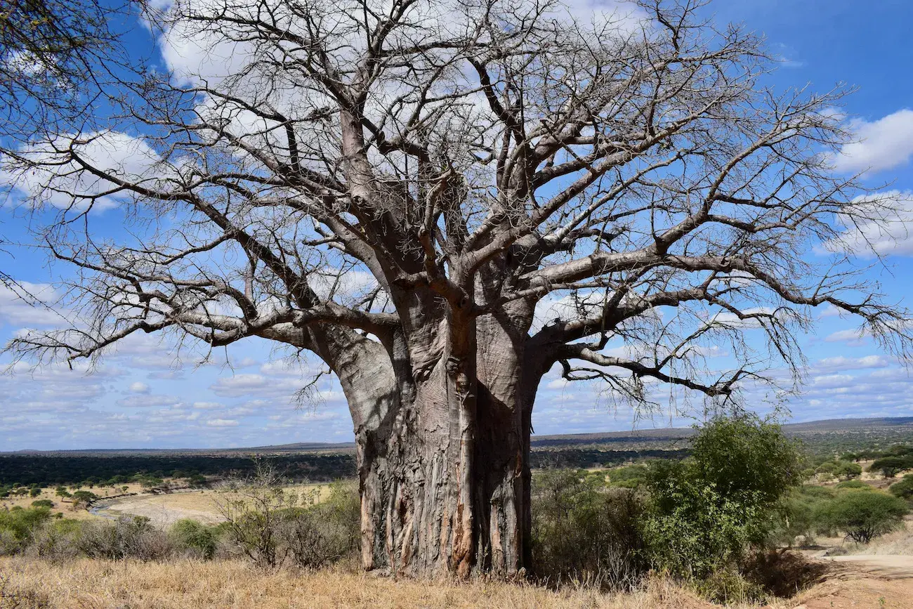 The gigantic Baobab trees of Tarangire