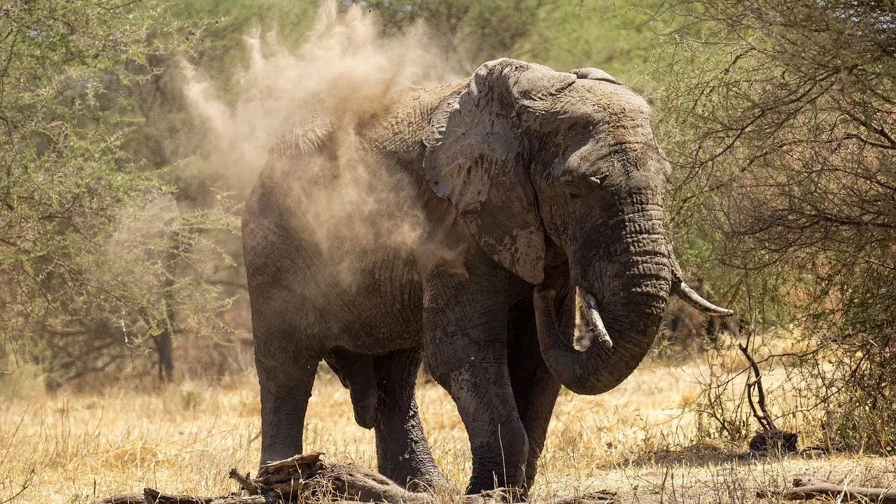 Serengeti holiday packages - elephant in Serengeti National Park