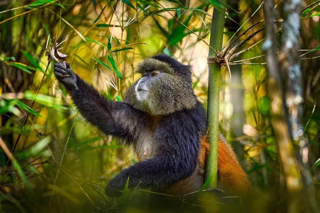 Primate and Gorilla trekking in Uganda - the beautiful golden monkey