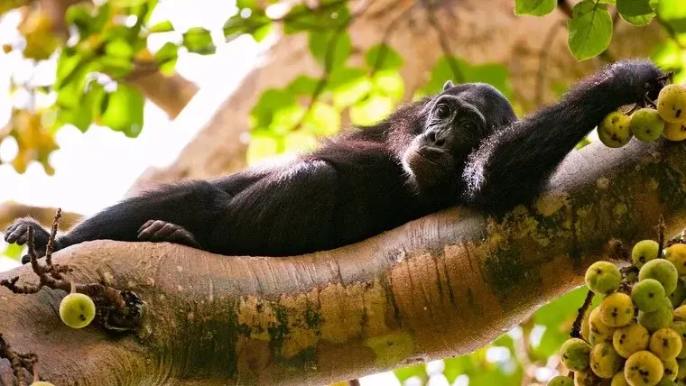 Chimpanzee trekking in Uganda safari parks - a Chimpanzee cosying up a tree
