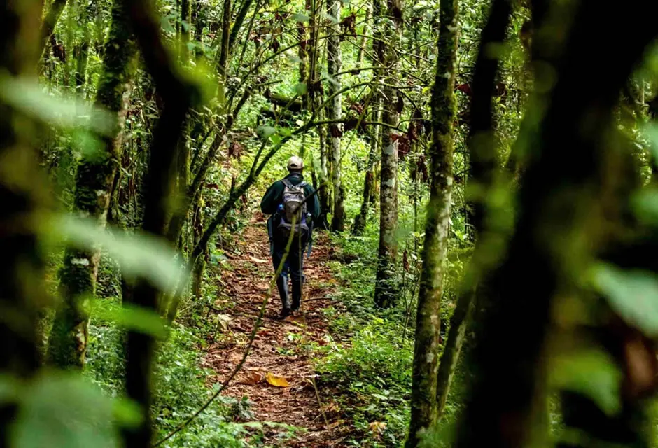 Gorilla Trekking on your Rwanda safari - A gorilla trekking trail in Volcanoes National Park