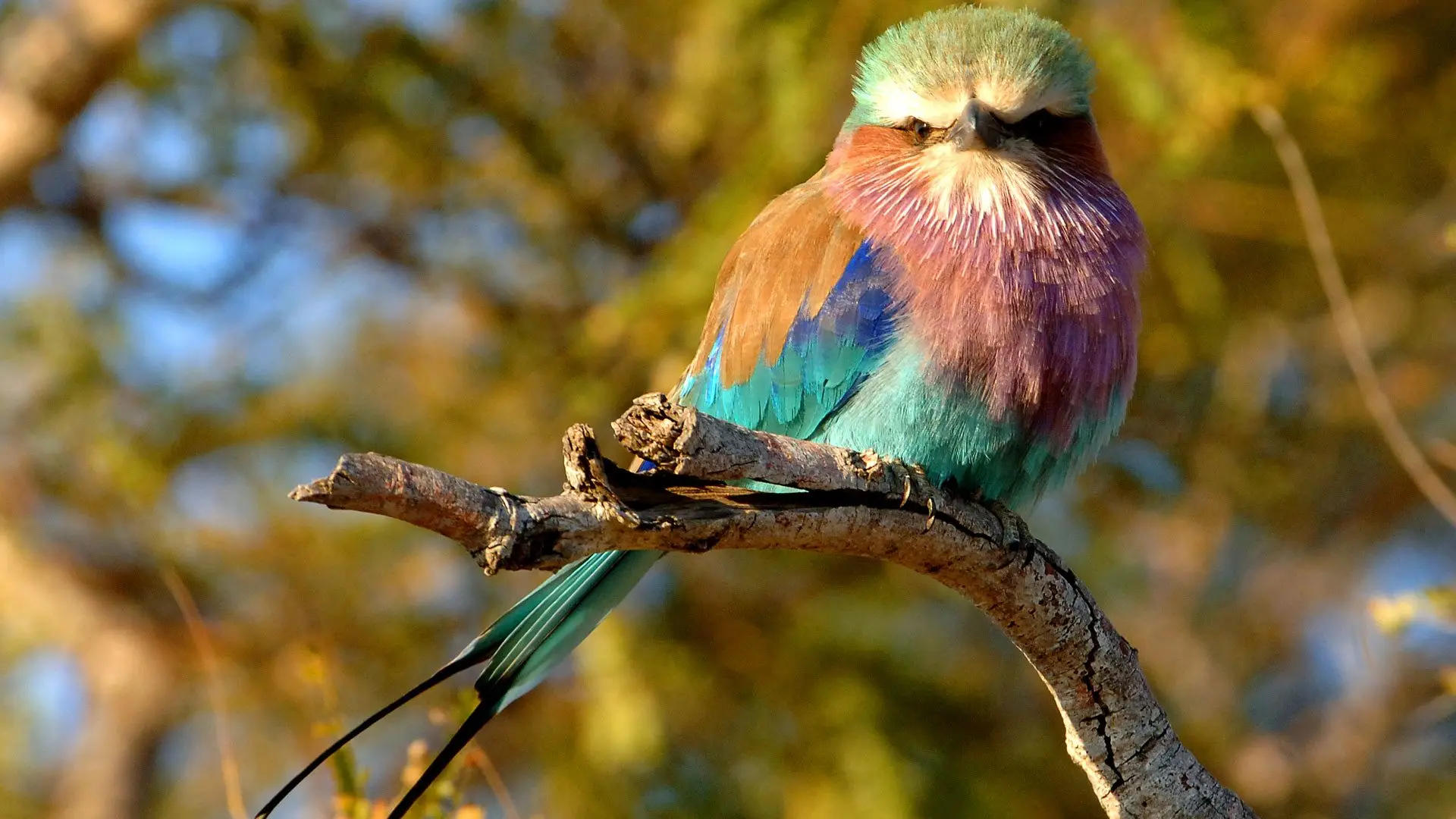 Top activities at Kidepo Valley National Park - Lilac-breasted Roller