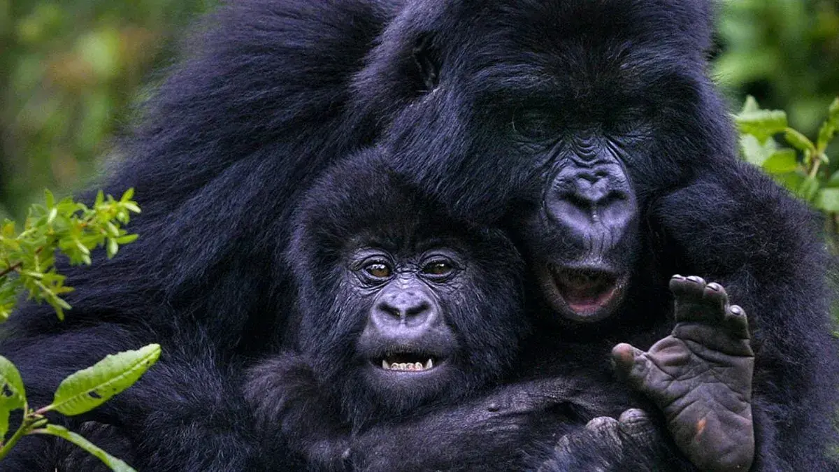 Mountain gorillas of Rwanda and Uganda - A female gorilla and her infant