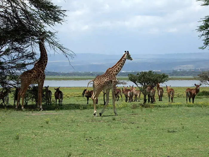Tourist attractions near Lake Naivasha - wildlife in Crescent Island