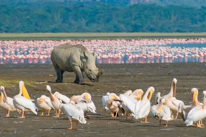 Best Kenya safari season for touring national parks - a rhino at Lake Nakuru National Park