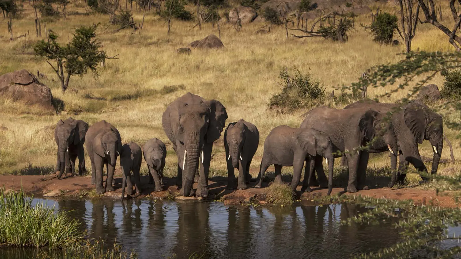 Four Seasons Serengeti National Park Safari - Elephants