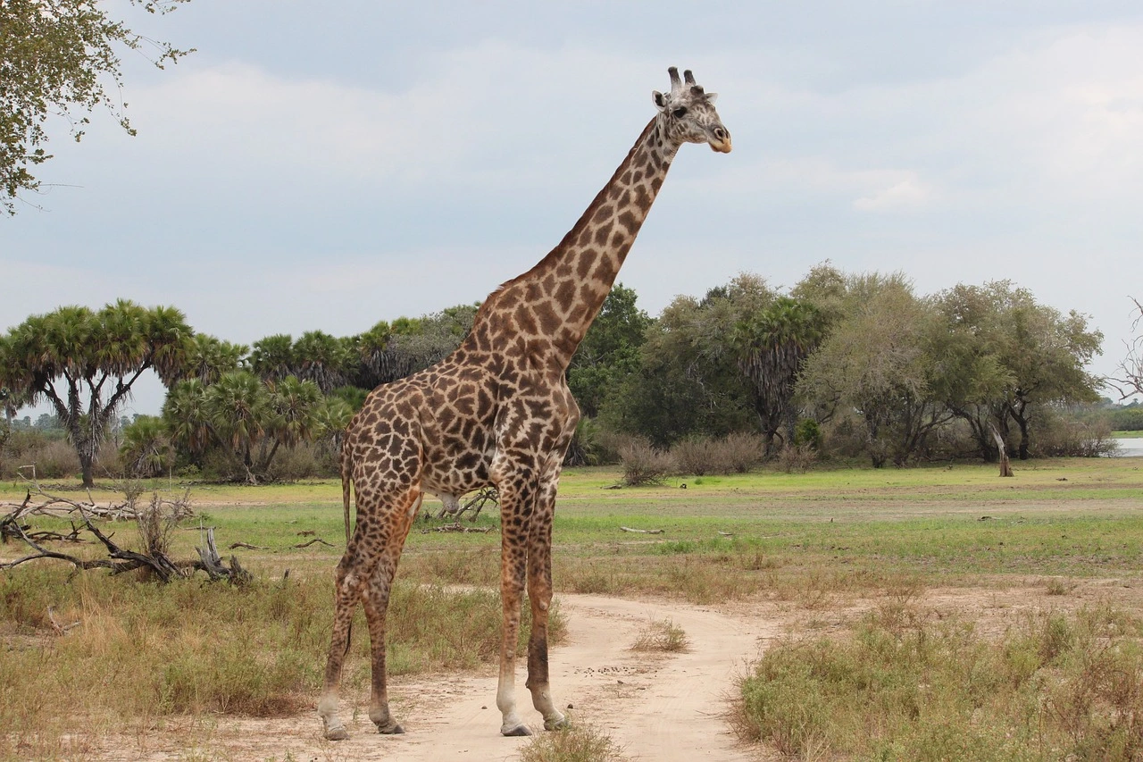 Family safaris in Kenya - Giraffe in Nairobi National Park Kenya
