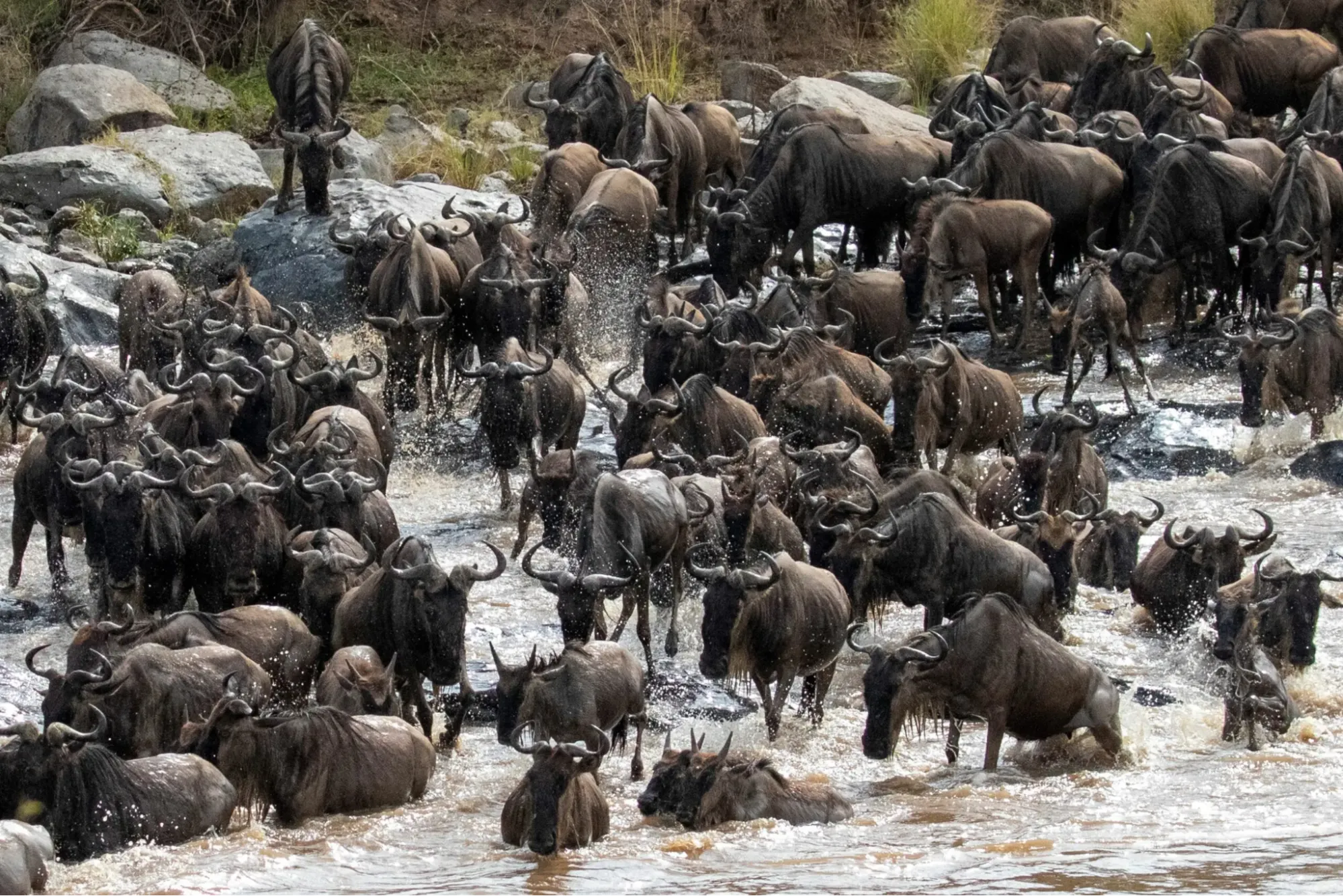 Masai Mara Safari Kenya price - wildebeest crossing Mara River