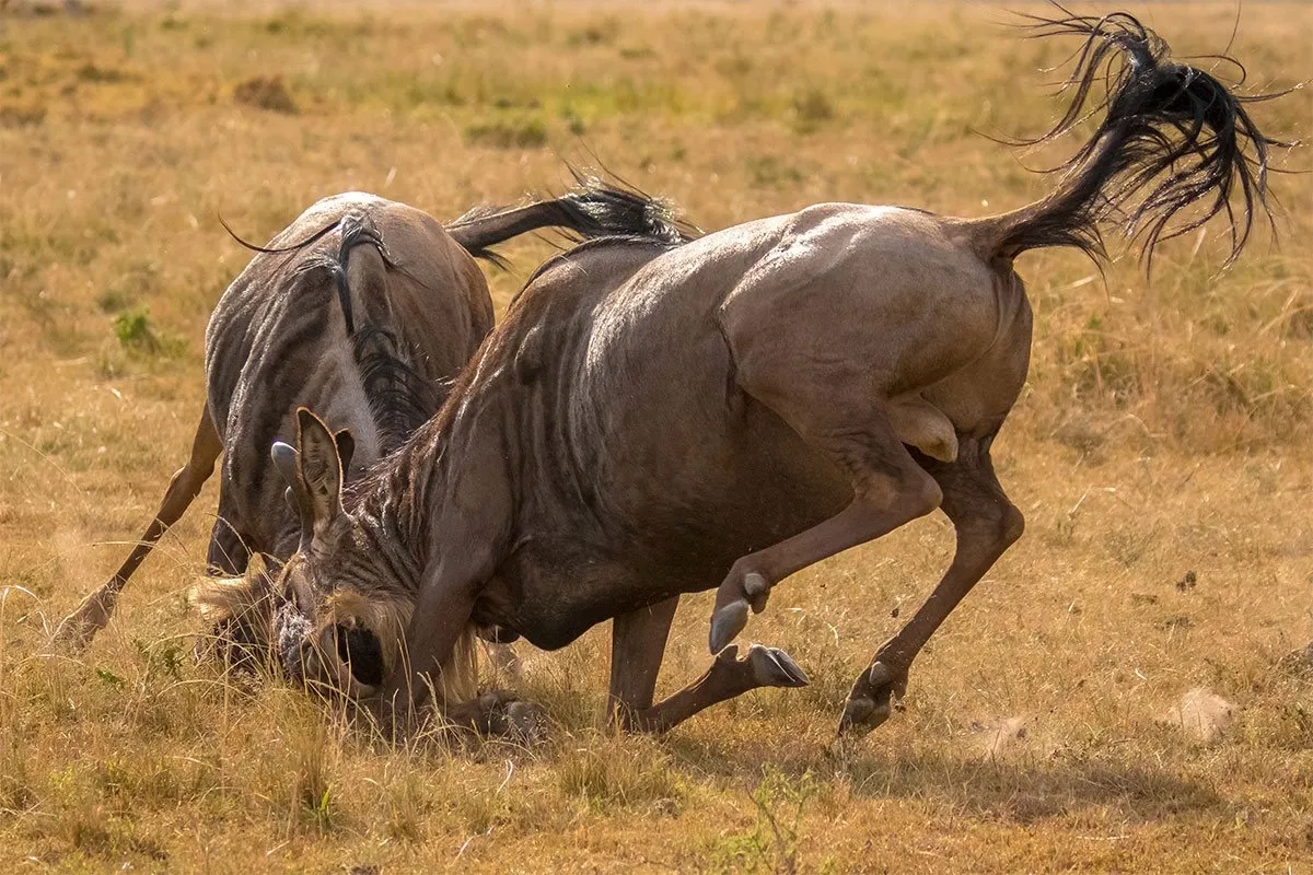 Tanzania to Kenya Migration - two male wildebeest fighting
