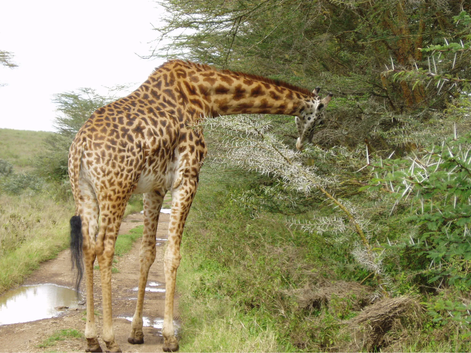 Do Nairobi National Park rates include conservation fees - a lone giraffe