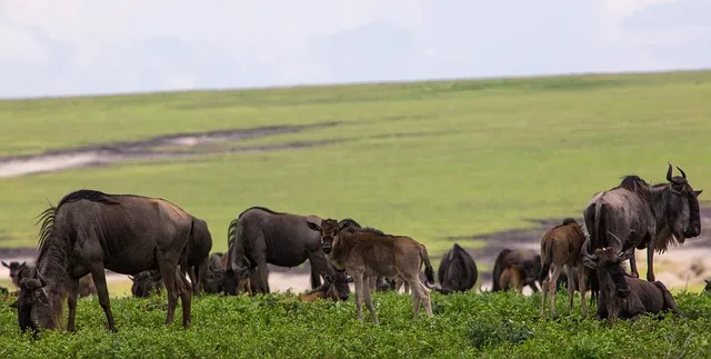 Tanzania serengeti safari