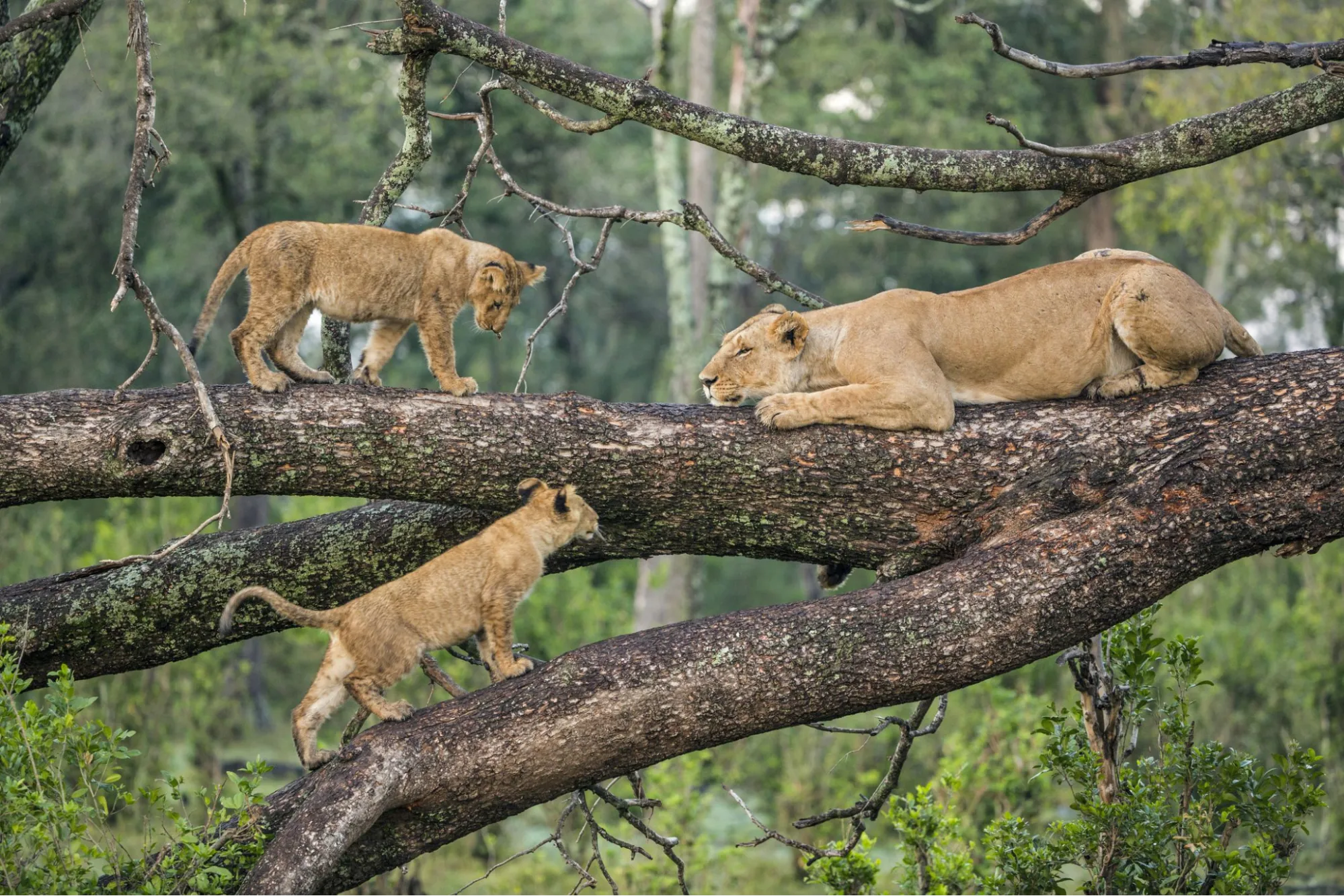 Lake Manyara