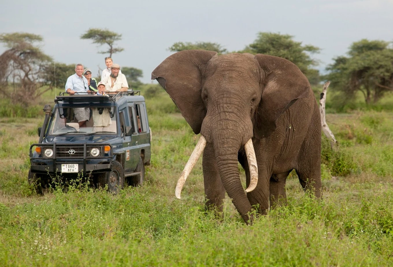 best safari company in Tanzania