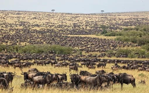 Great Migration of Africa