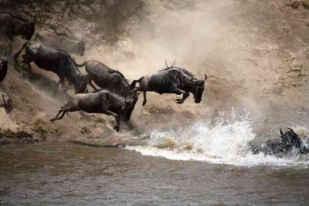 Serengeti National Park is a world heritage site.