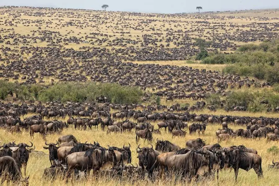 Africans Safaris in Kenya - The annual wildebeest migration in Masai Mara Kenya