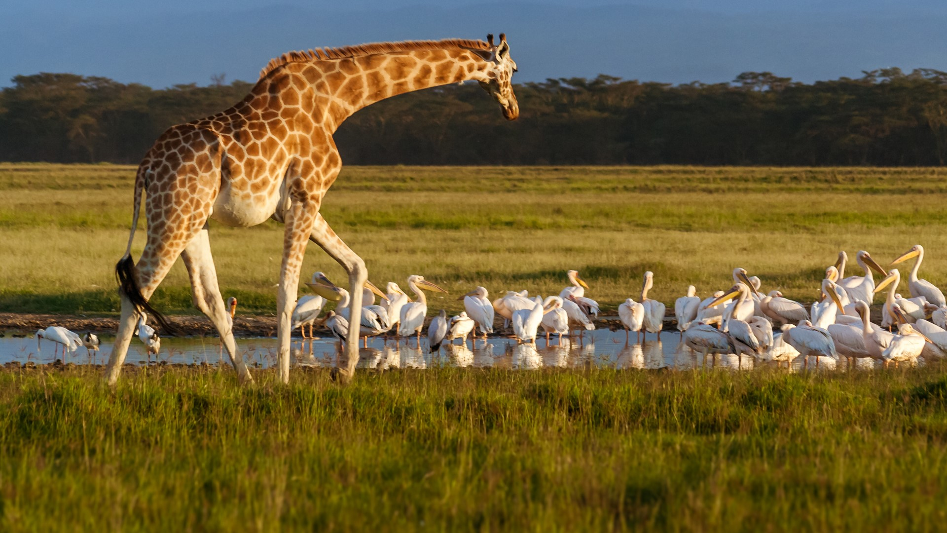 Finding Beautiful places in Kenya to visit - Giraffe and pelicans in Lake Nakuru