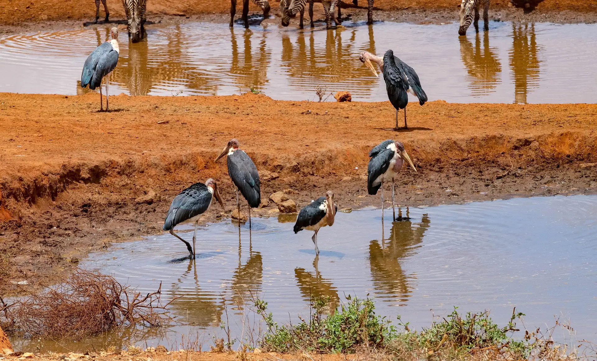 Kenya animals- the Marabou stork