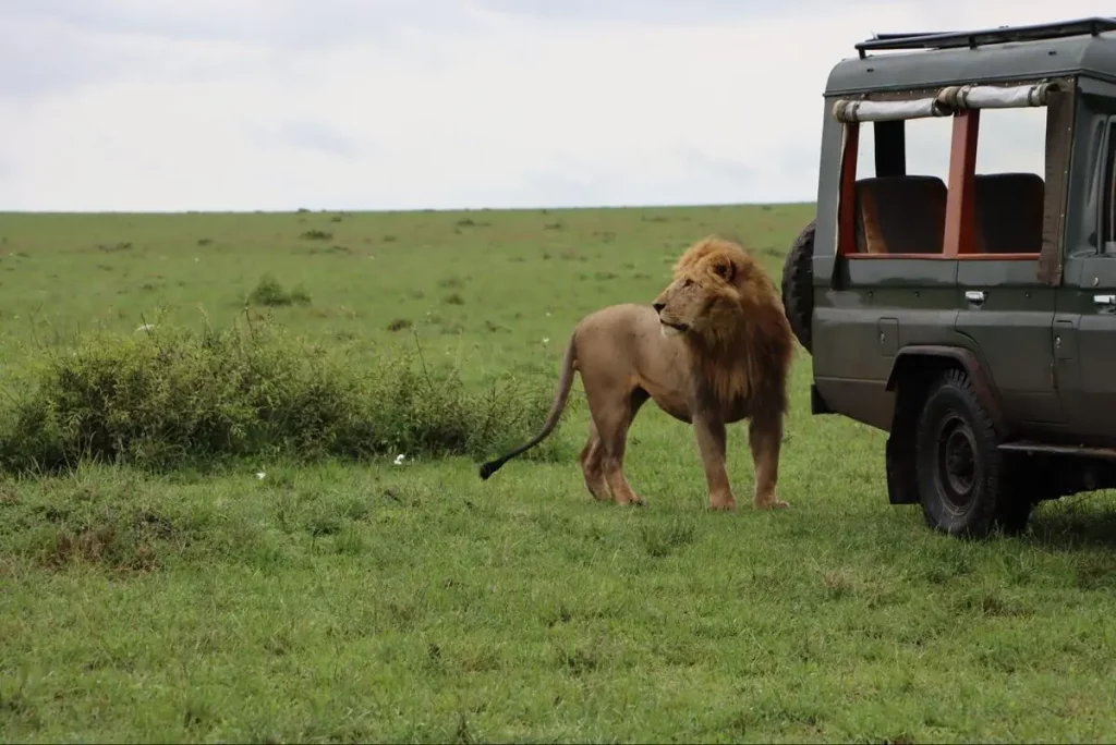 Lion at Maasai Mara National Reserve